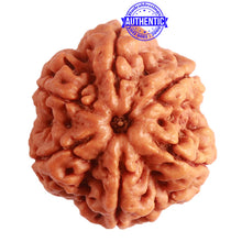 Load image into Gallery viewer, 6 Mukhi Rudraksha from Nepal - Bead No. 391
