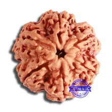 Load image into Gallery viewer, 6 Mukhi Rudraksha from Nepal - Bead No. 429
