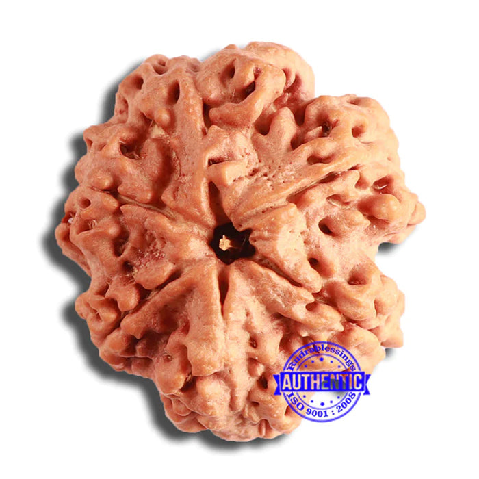 6 Mukhi Rudraksha from Nepal - Bead No. 436