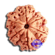 Load image into Gallery viewer, 6 Mukhi Rudraksha from Nepal - Bead No. 437
