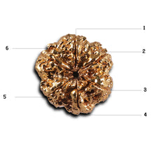 Load image into Gallery viewer, 6 Mukhi Goldplating Rudraksha from Nepal
