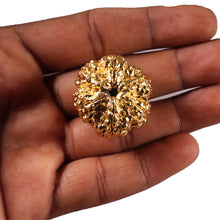 Load image into Gallery viewer, 6 Mukhi Goldplating Rudraksha from Nepal
