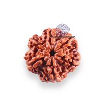 Load image into Gallery viewer, 6 Mukhi Rudraksha from Nepal - Bead No. 531

