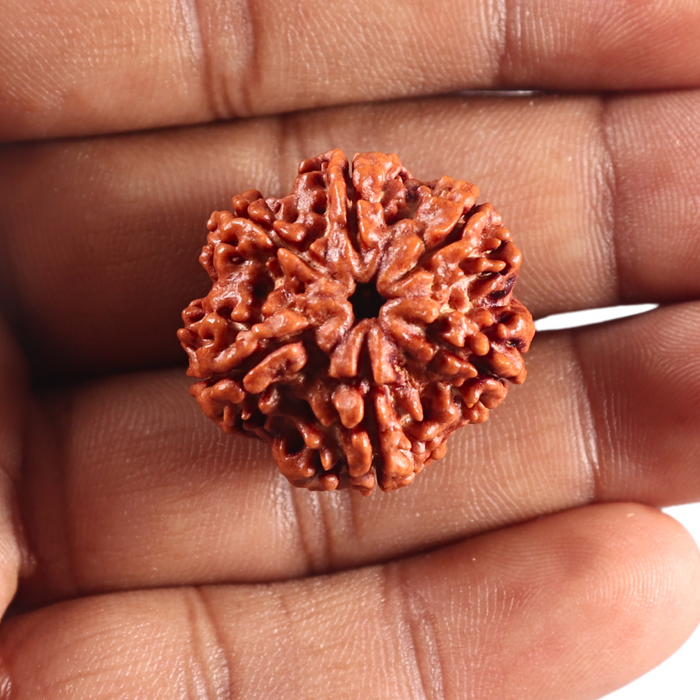 6 Mukhi Rudraksha from Nepal - Bead No. 531