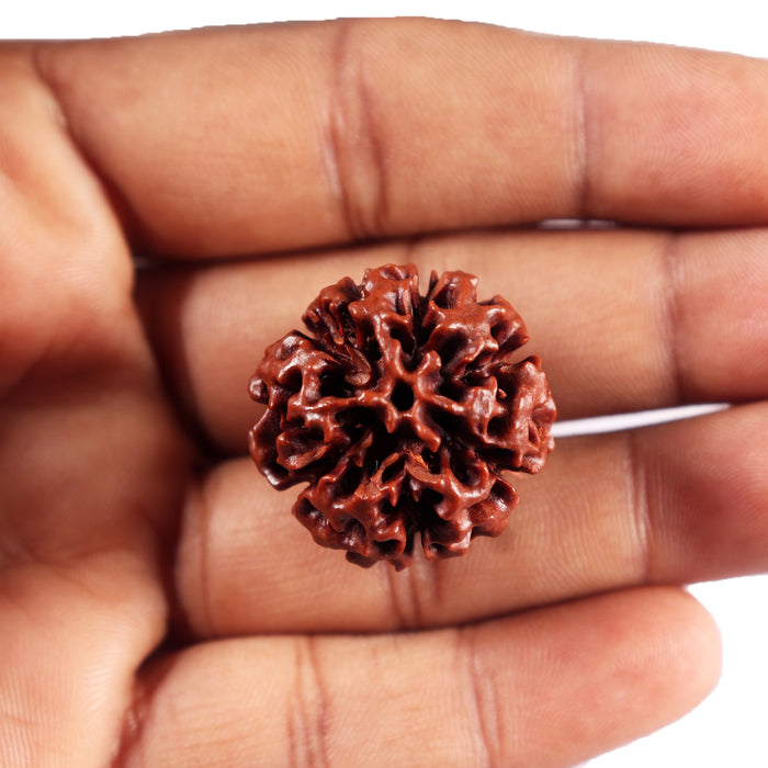 6 Mukhi Hybrid Rudraksha - Bead No. 65