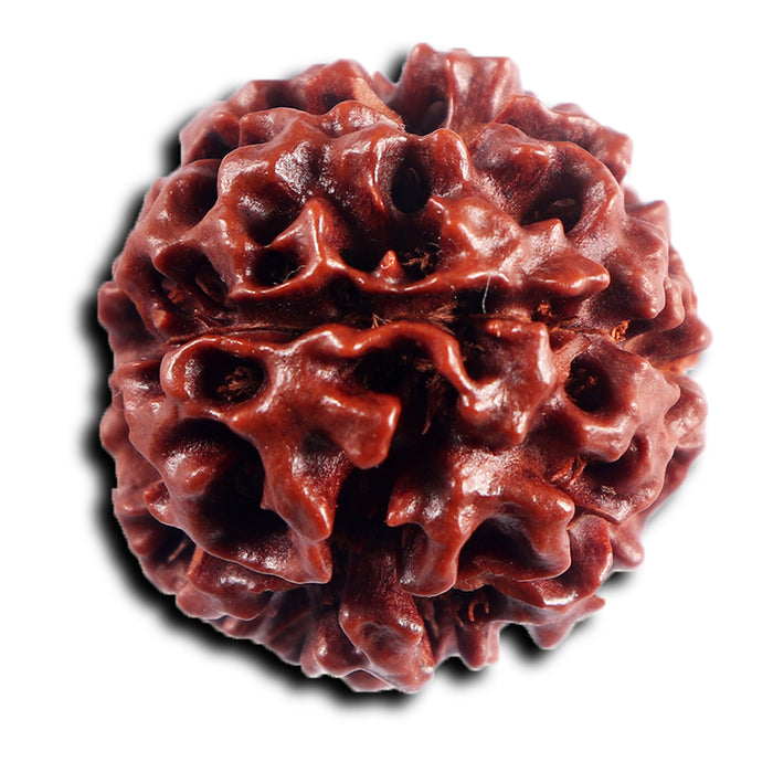 6 Mukhi Hybrid Rudraksha - Bead No. 65