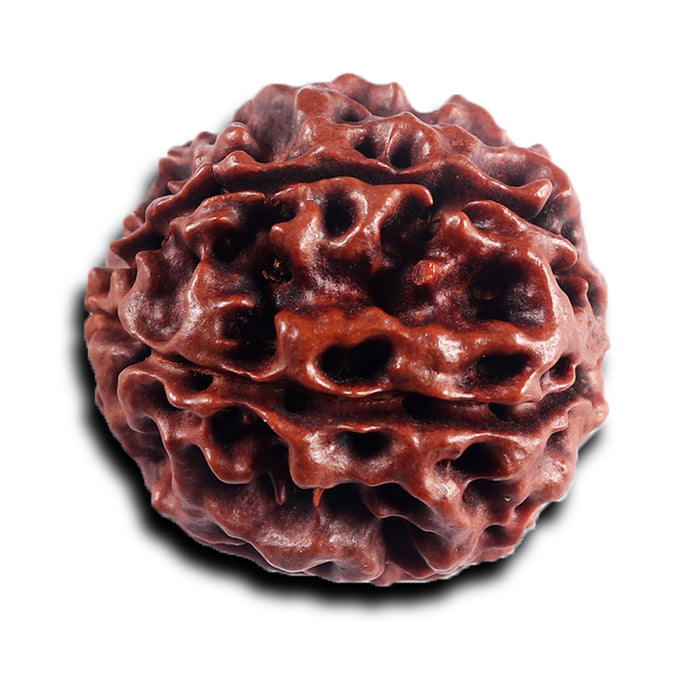 6 Mukhi Hybrid Rudraksha - Bead No. 66