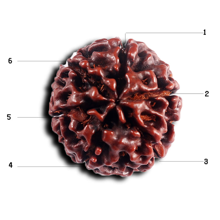 6 Mukhi Hybrid Rudraksha - Bead No. 67