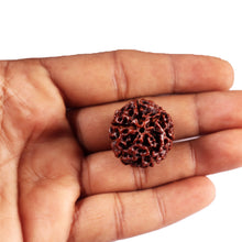 Load image into Gallery viewer, 6 Mukhi Hybrid Rudraksha - Bead No. 67
