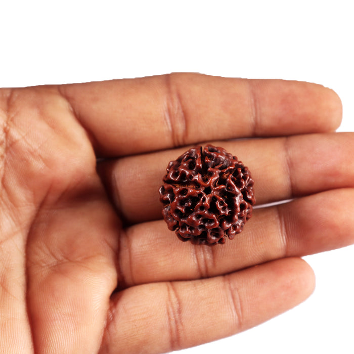 6 Mukhi Hybrid Rudraksha - Bead No. 67