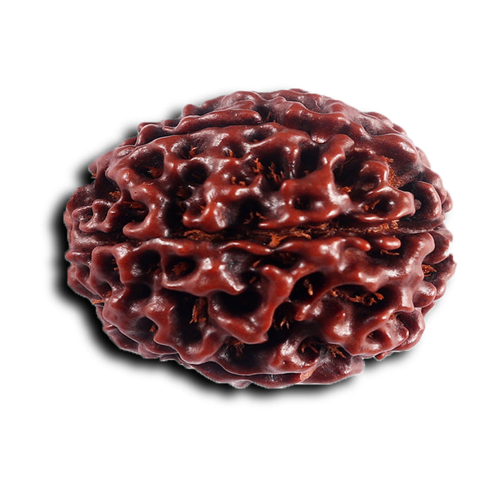 6 Mukhi Hybrid Rudraksha - Bead No. 67