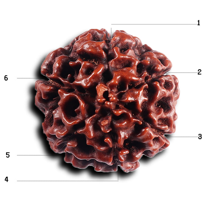 6 Mukhi Hybrid Rudraksha - Bead No. 69