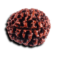 Load image into Gallery viewer, 6 Mukhi Hybrid Rudraksha - Bead No. 69
