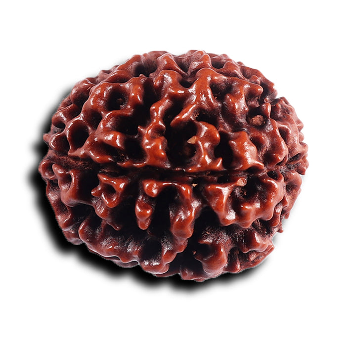 6 Mukhi Hybrid Rudraksha - Bead No. 69