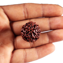 Load image into Gallery viewer, 6 Mukhi Hybrid Rudraksha - Bead No. 70
