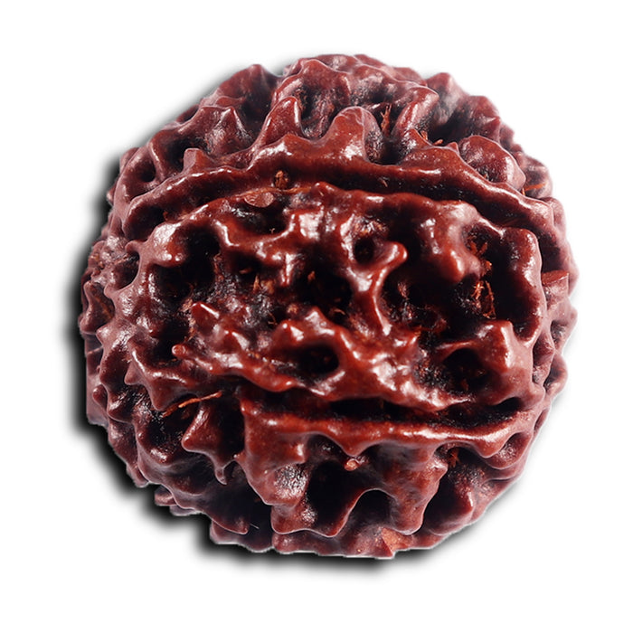 6 Mukhi Hybrid Rudraksha - Bead No. 70