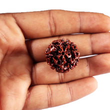 Load image into Gallery viewer, 6 Mukhi Hybrid Rudraksha - Bead No. 71
