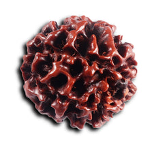 Load image into Gallery viewer, 6 Mukhi Hybrid Rudraksha - Bead No. 71
