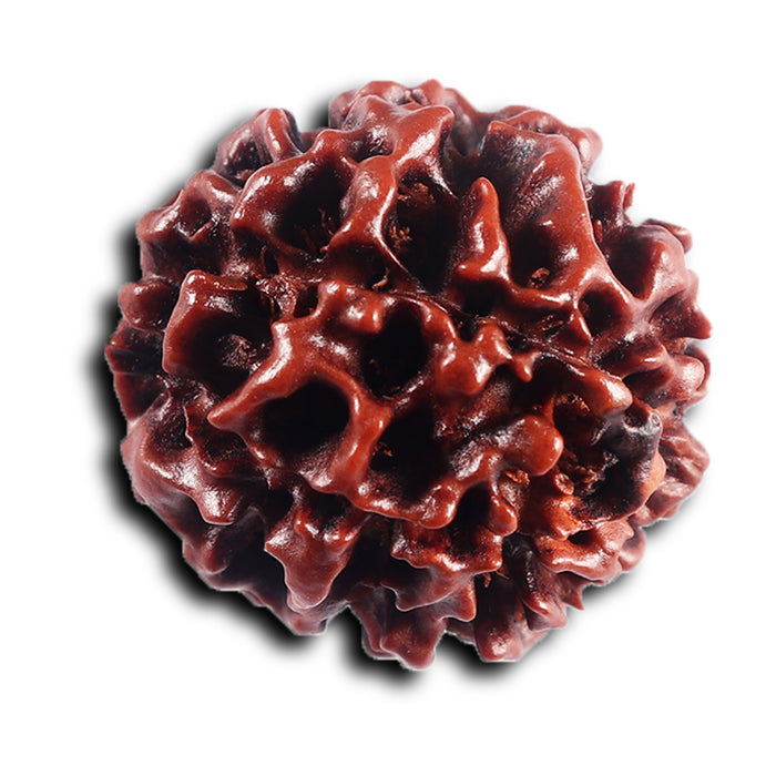 6 Mukhi Hybrid Rudraksha - Bead No. 71