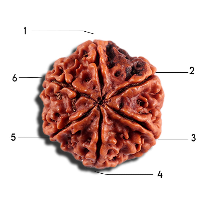 6 Mukhi Rudraksha from Nepal - Bead No 498