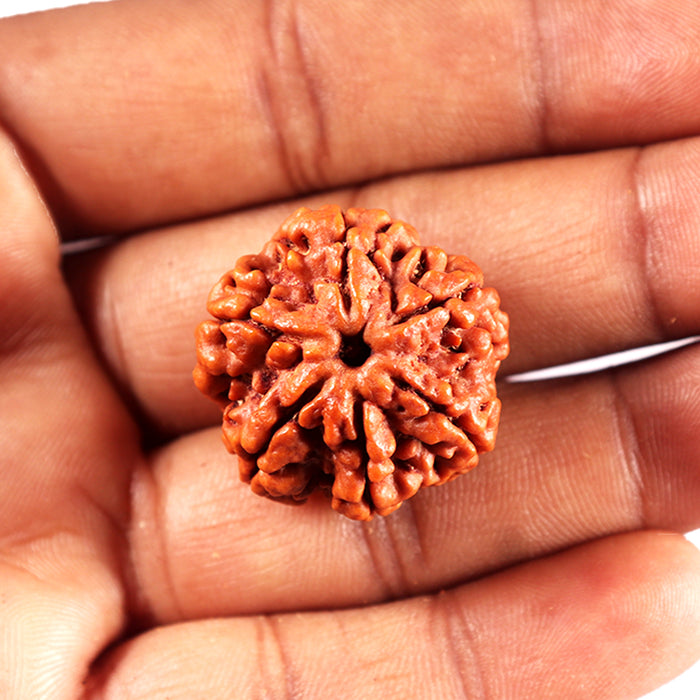 6 Mukhi Rudraksha from Nepal - Bead No 492