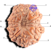Load image into Gallery viewer, 10 Mukhi Rudraksha from Indonesia - Bead No. 6
