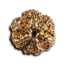 Load image into Gallery viewer, 6 Mukhi Goldplating Rudraksha from Nepal
