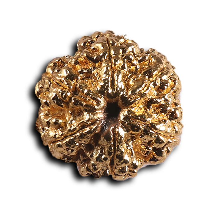 6 Mukhi Goldplating Rudraksha from Nepal