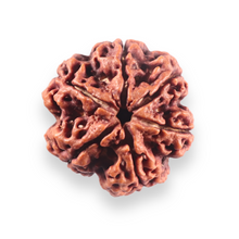 Load image into Gallery viewer, 6 mukhi nepal bead no 328
