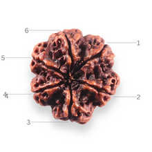 Load image into Gallery viewer, 6 mukhi nepal bead no 328
