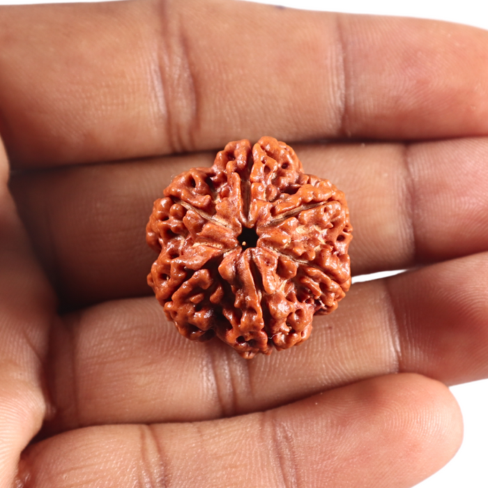 6 Mukhi Rudraksha from Nepal - Bead No 526