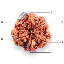 Load image into Gallery viewer, 6 Mukhi Rudraksha from Nepal - Bead No 527
