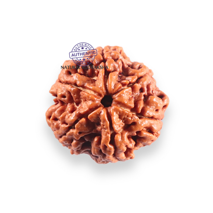 6 Mukhi Rudraksha from Nepal - Bead No 527