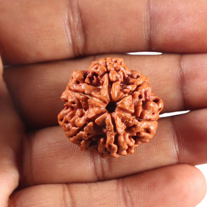 6 Mukhi Rudraksha from Nepal - Bead No 527