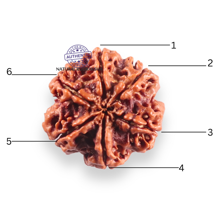 6 Mukhi Rudraksha from Nepal - Bead No. 529