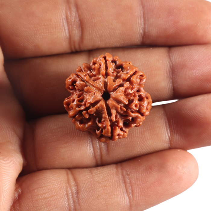 6 Mukhi Rudraksha from Nepal - Bead No. 529