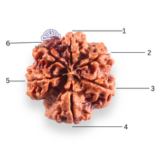 Load image into Gallery viewer, 6 Mukhi Rudraksha from Nepal - Bead No. 530
