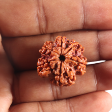 Load image into Gallery viewer, 6 Mukhi Rudraksha from Nepal - Bead No. 530
