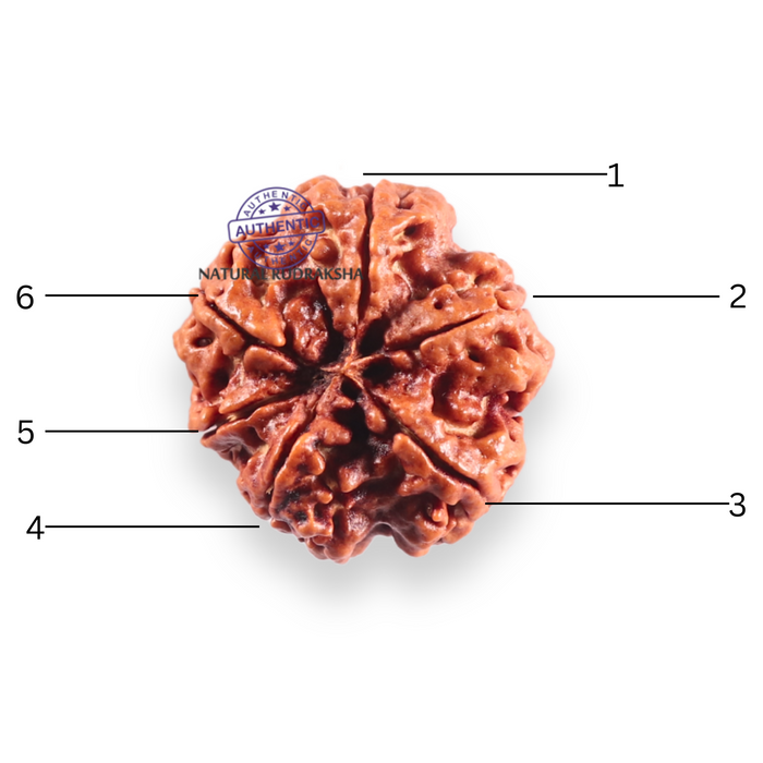 6 Mukhi Rudraksha from Nepal - Bead No. 532