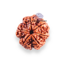 Load image into Gallery viewer, 6 Mukhi Rudraksha from Nepal - Bead No. 532
