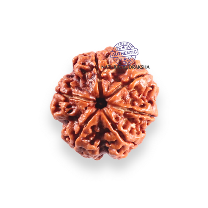6 Mukhi Rudraksha from Nepal - Bead No. 532