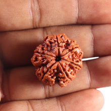 Load image into Gallery viewer, 6 Mukhi Rudraksha from Nepal - Bead No. 532

