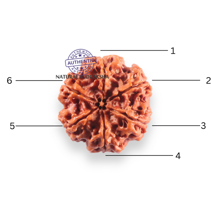 6 Mukhi Rudraksha from Nepal - Bead No. 533