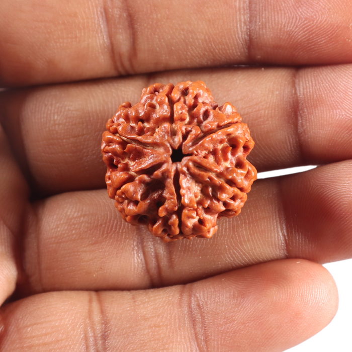 6 Mukhi Rudraksha from Nepal - Bead No. 533