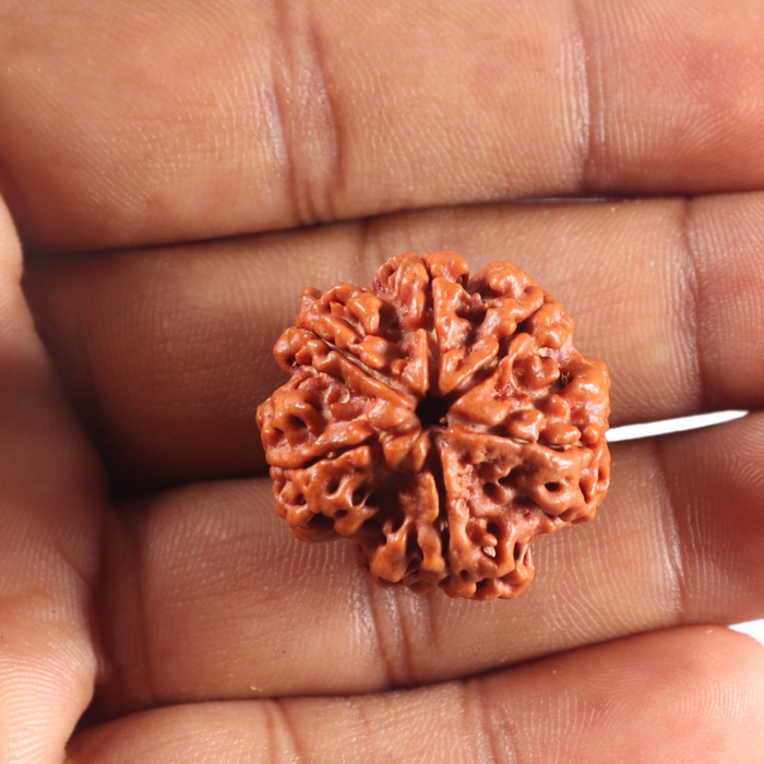 6 Mukhi Rudraksha from Nepal - Bead No. 534