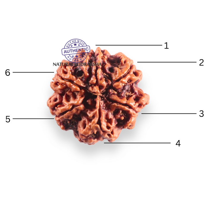 6 Mukhi Rudraksha from Nepal - Bead No. 535