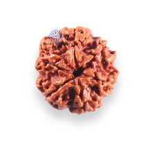 Load image into Gallery viewer, 6 Mukhi Rudraksha from Nepal - Bead No. 535
