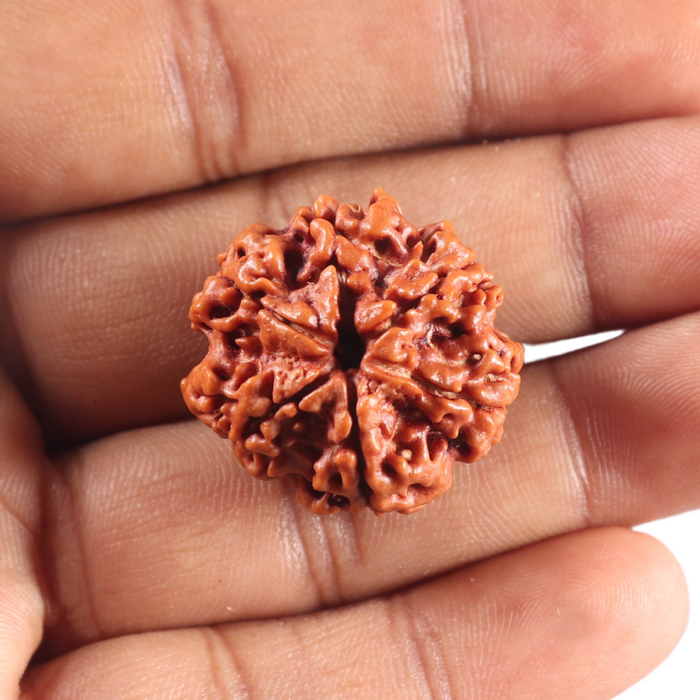 6 Mukhi Rudraksha from Nepal - Bead No. 535