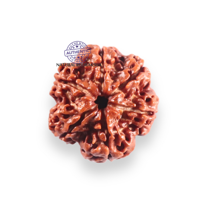 6 Mukhi Rudraksha from Nepal - Bead No 536