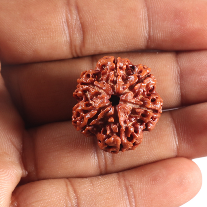 6 Mukhi Rudraksha from Nepal - Bead No 536